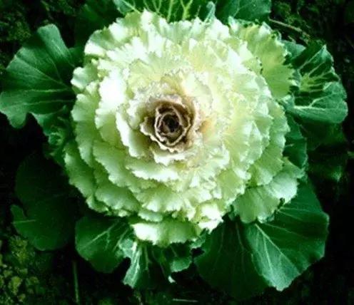 叶牡丹羽衣甘蓝,多头叶牡丹羽衣甘蓝