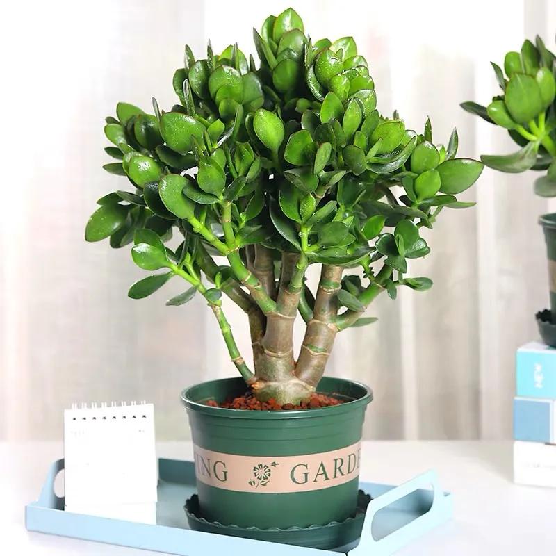 玉树黄叶掉叶什么原因怎么处理,玉树如何养护叶片发黄