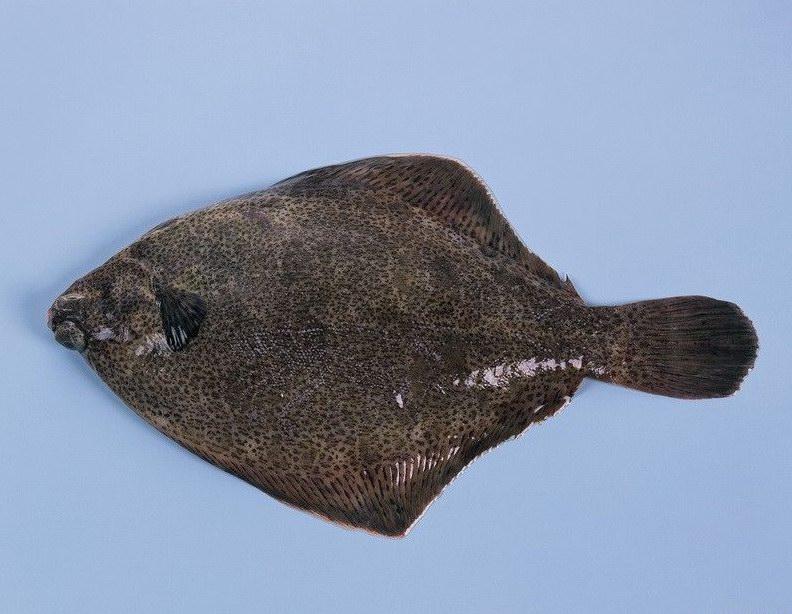 最干净的十种食用鱼,常见的可食用干净的鱼有哪些