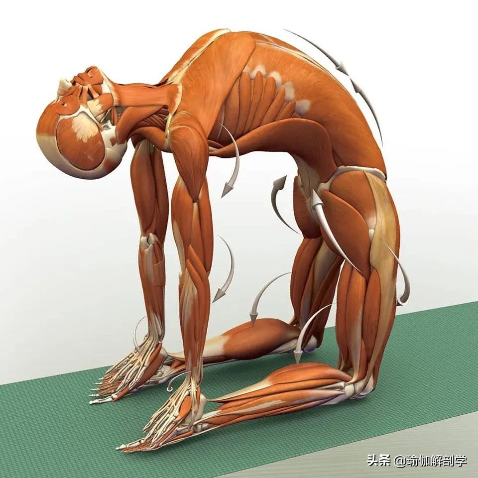 正位瑜伽哈他体式编排,精准正位60分钟瑜伽体式