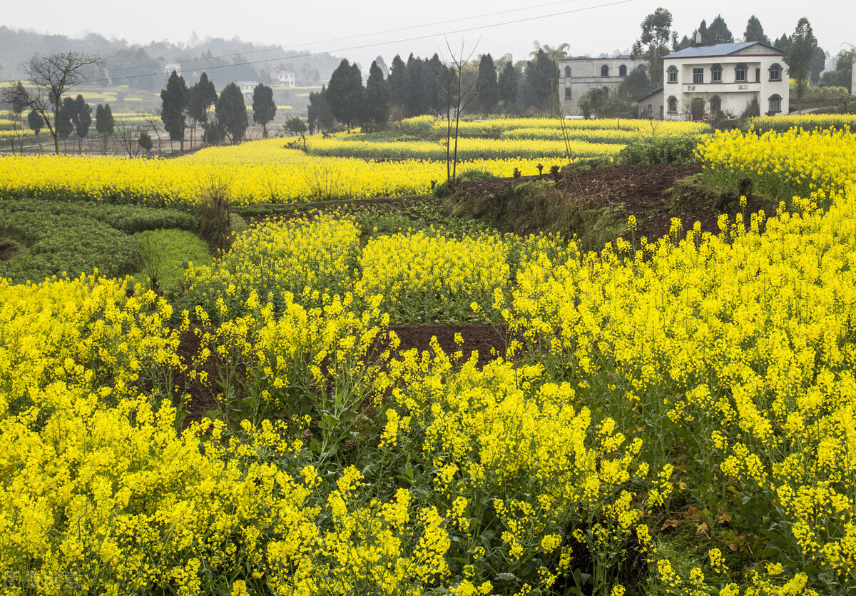 读书|品韩诗|新定义:折得东风第一枝;新创作:万紫千红总是春