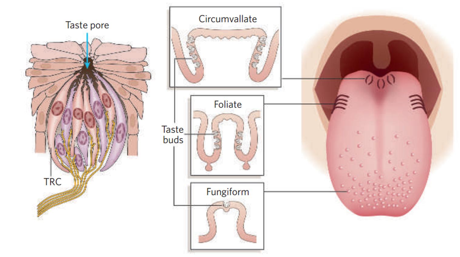 味觉系统对什么的检测比较灵敏,味觉识别方式