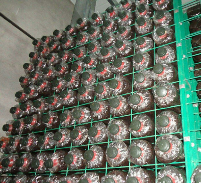 蘑菇的养殖技术视频播放,蘑菇养殖技术全过程