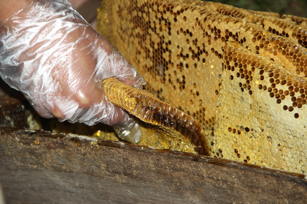 野蜂的口粮极为珍稀,一年等一次,再危险我们也要去“盗”一些!
