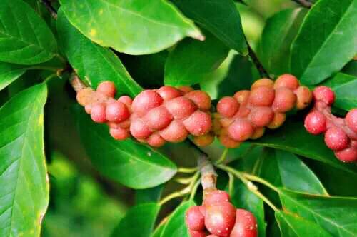 望春玉兰花盛开,造型望春玉兰