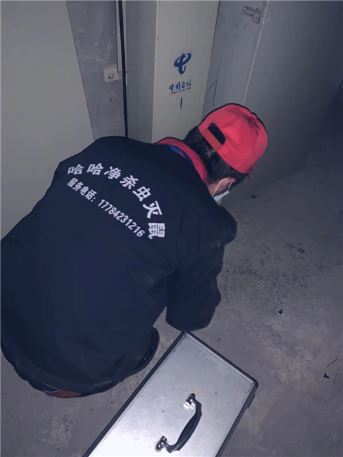 灭鼠驱鼠好方法,灭鼠小妙招视频