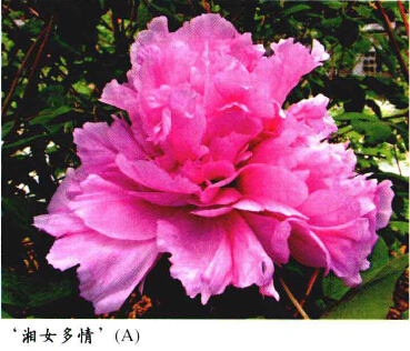 牡丹,熟悉而陌生——“花王”的前世今生,带你重新认识牡丹