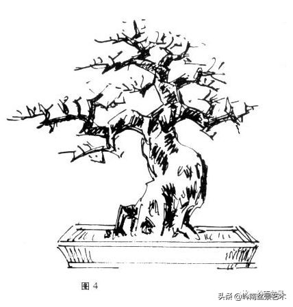 盆景侧枝和飘枝有什么区别,盆景大飘枝讲解