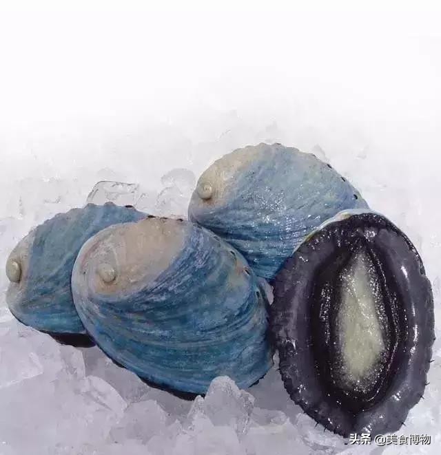 鲍鱼大全,带你认知全世界的鲍鱼(下)