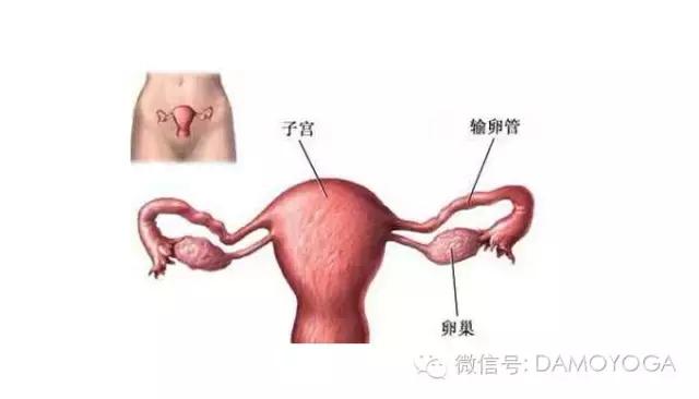 瑜伽理疗：宫寒的原因以及调理方法