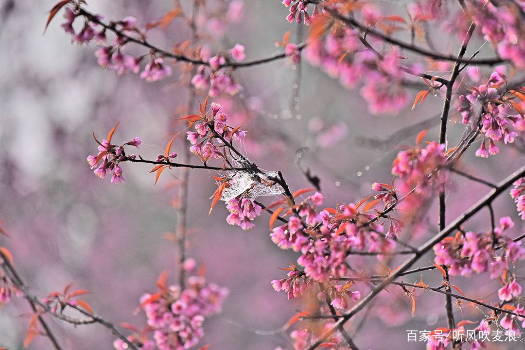 昌宁冬雾,昌宁雪花