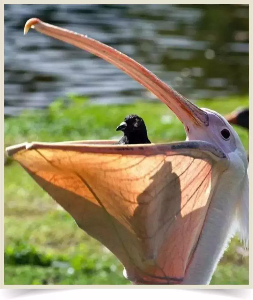 鸟界广东人，没什么是它不敢吃的……