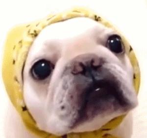 法斗有哪些优点,法斗这么丑为什么还有很多人养