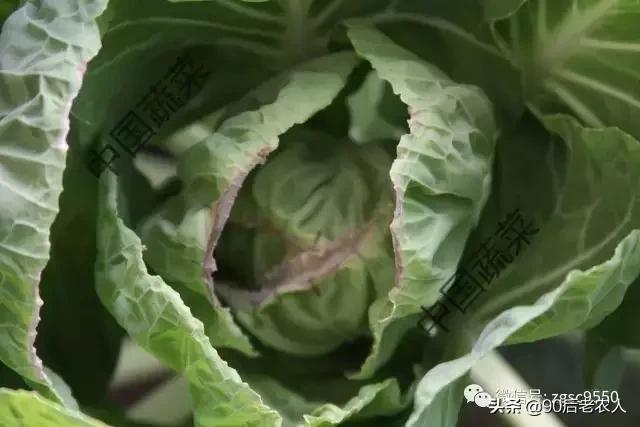 娃娃菜烧心烂心怎么防治,大白菜干烧心是什么原因造成的