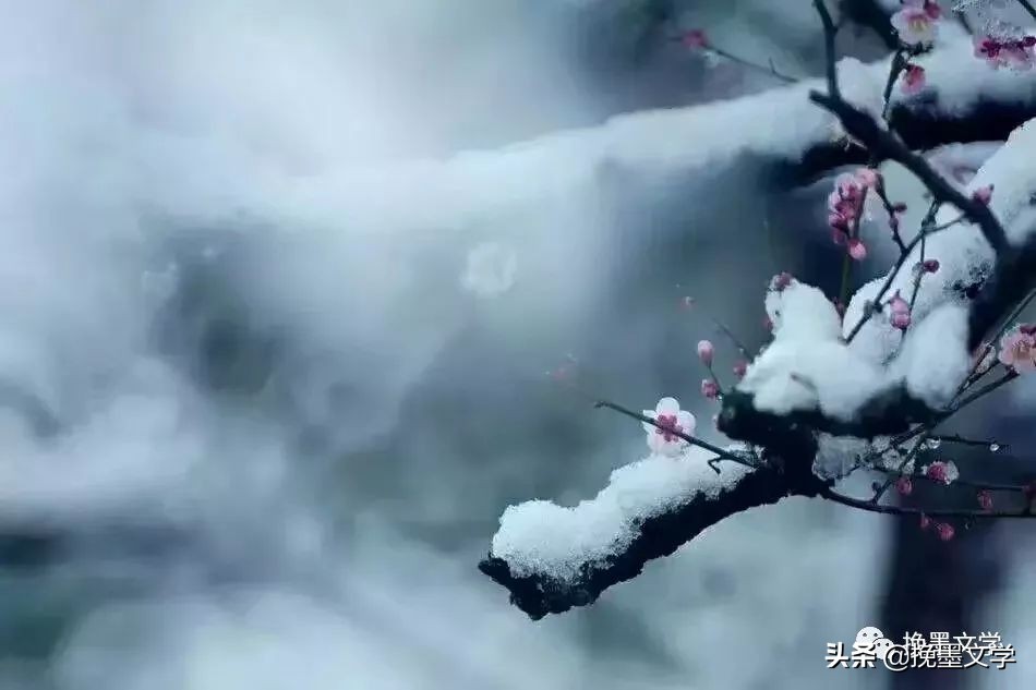 梅须逊雪三分白雪却输梅花一段香,梅须逊三分却输梅一段香意思