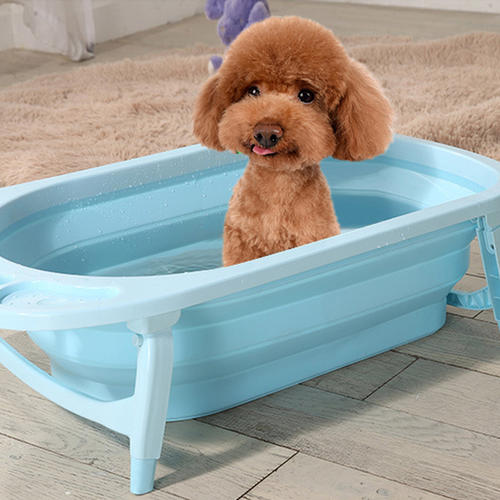 养泰迪有什么要注意的,养泰迪都是需要注意什么