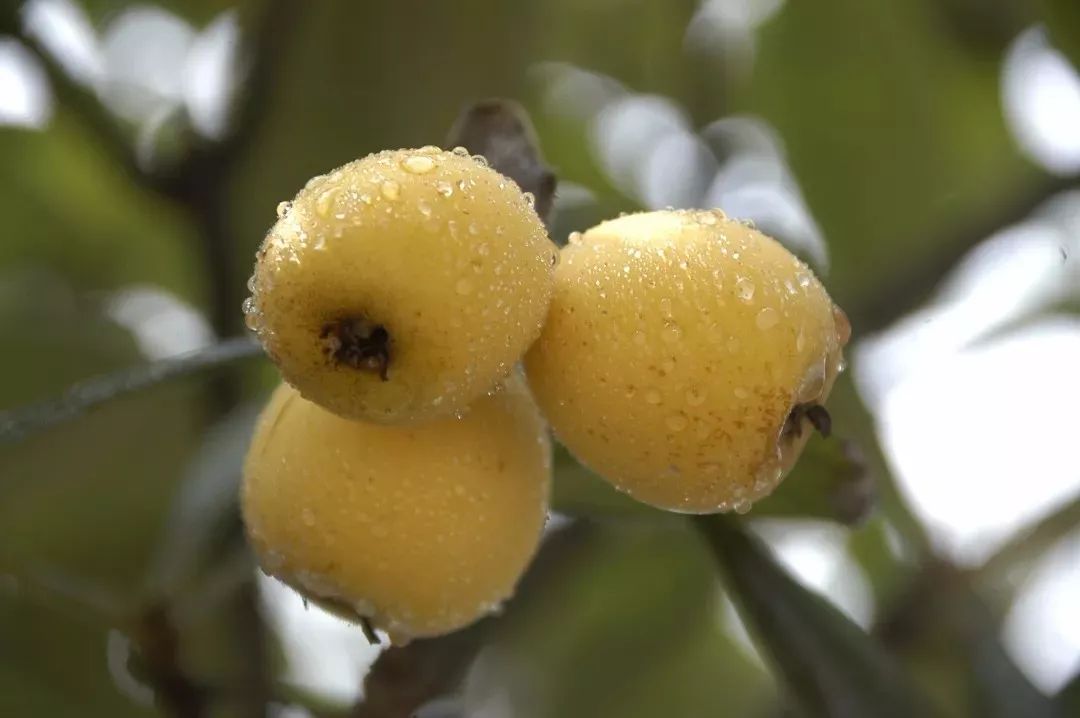 塘栖枇杷跟苏州东山枇杷哪个好吃,塘栖白沙枇杷和黄沙枇杷的区别