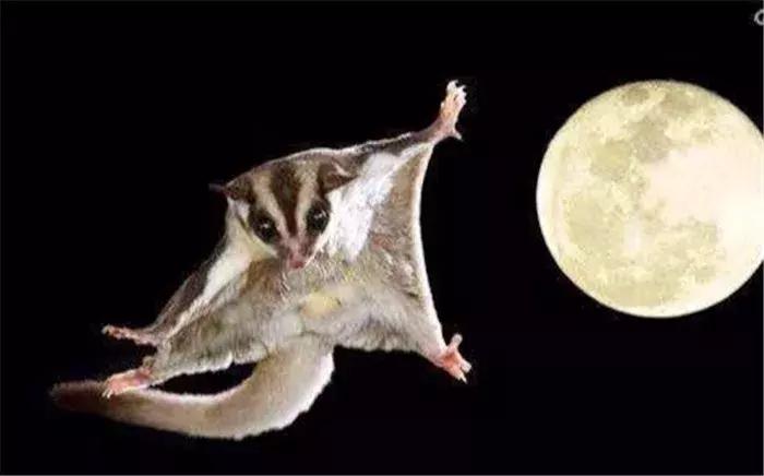 蜜袋鼯外出网兜小包夏季,蜜袋鼯捕鸟