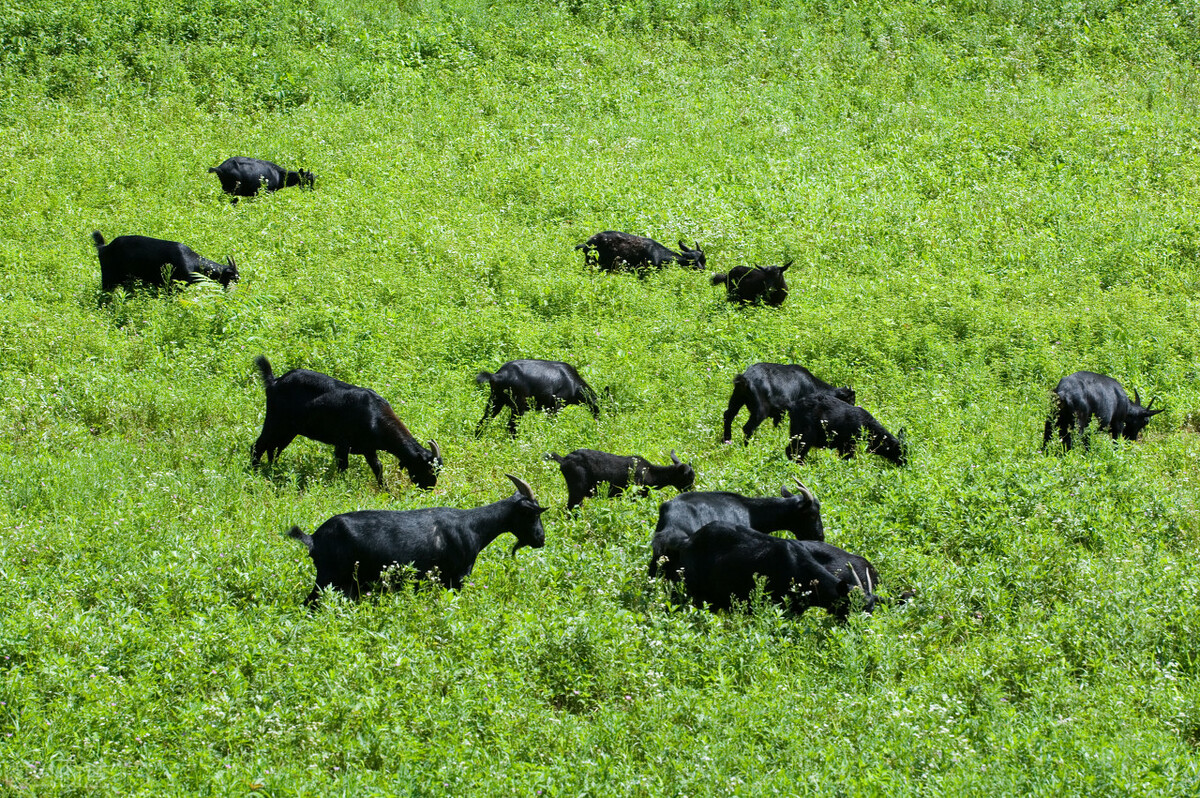 黑山羊出现了顽固性拉稀，采食少，看看如何对症处理