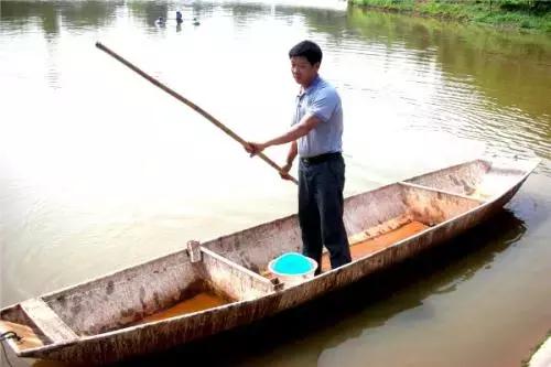 下塘种植技术及注意事项,养殖池塘肥水多久一次比较好