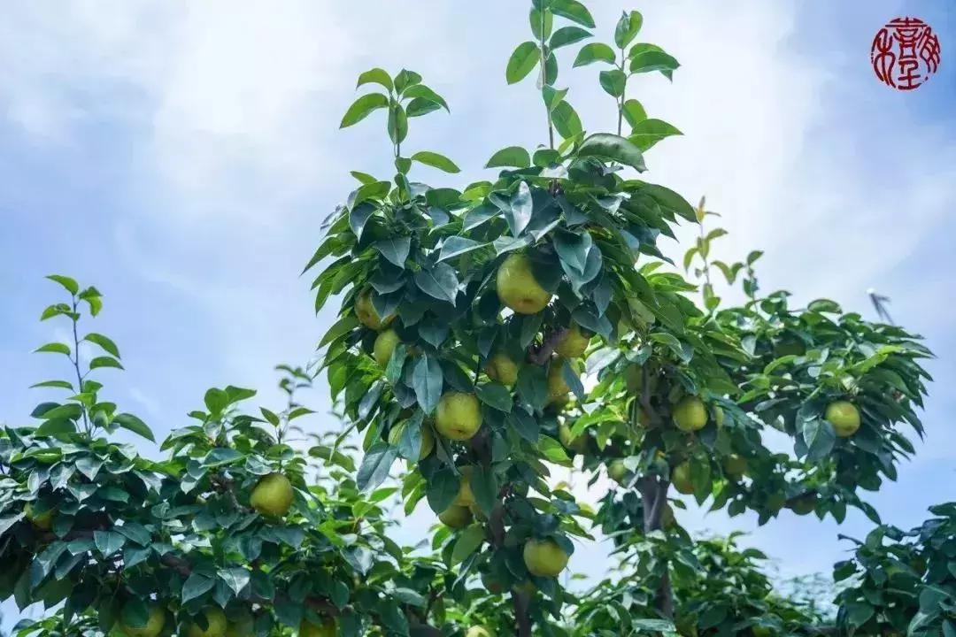 苏州通安的特色,苏州通安有什么美食