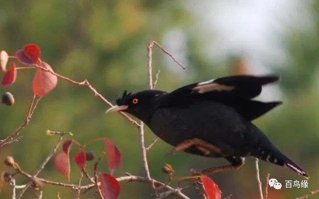 八哥教语细节和精髓,八哥学话的八大要素