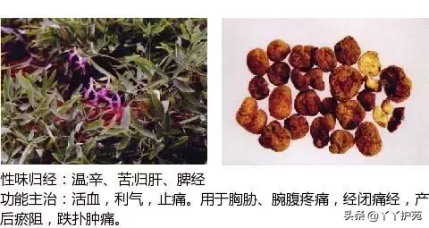 农村身边的中草药主治与功效,中草药全图谱与功效