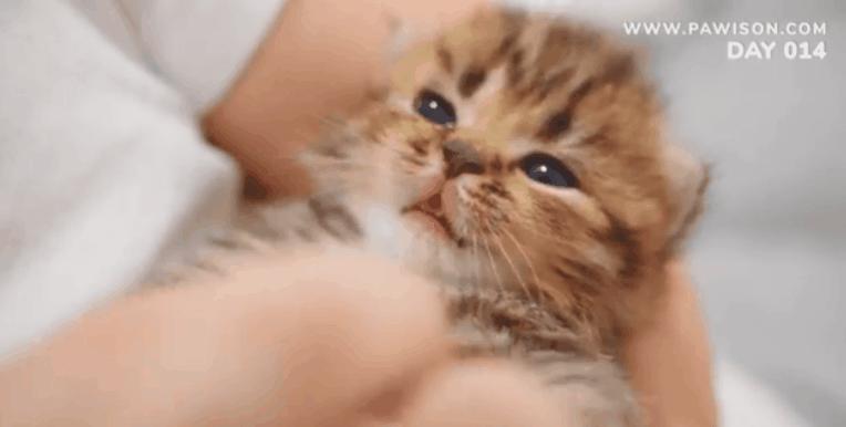 国家一级保护野生猫,国家一级保护哺乳动物名单