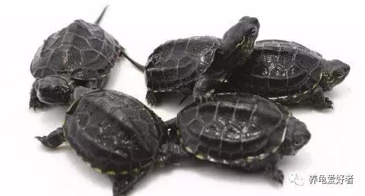 龟龟不吃东西，是不是常常困扰着你？