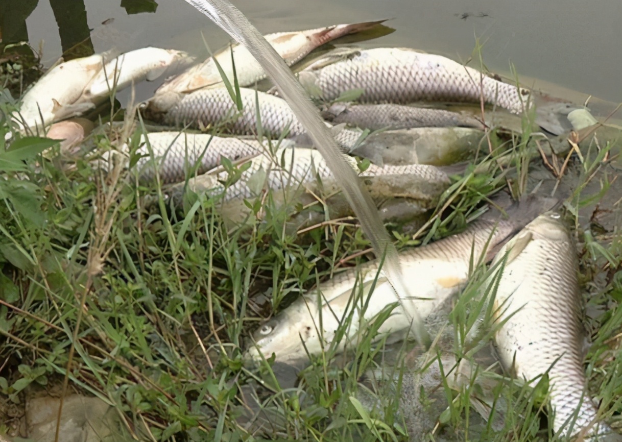 春天池塘死鱼怎么处理,池塘为什么会出现死鱼