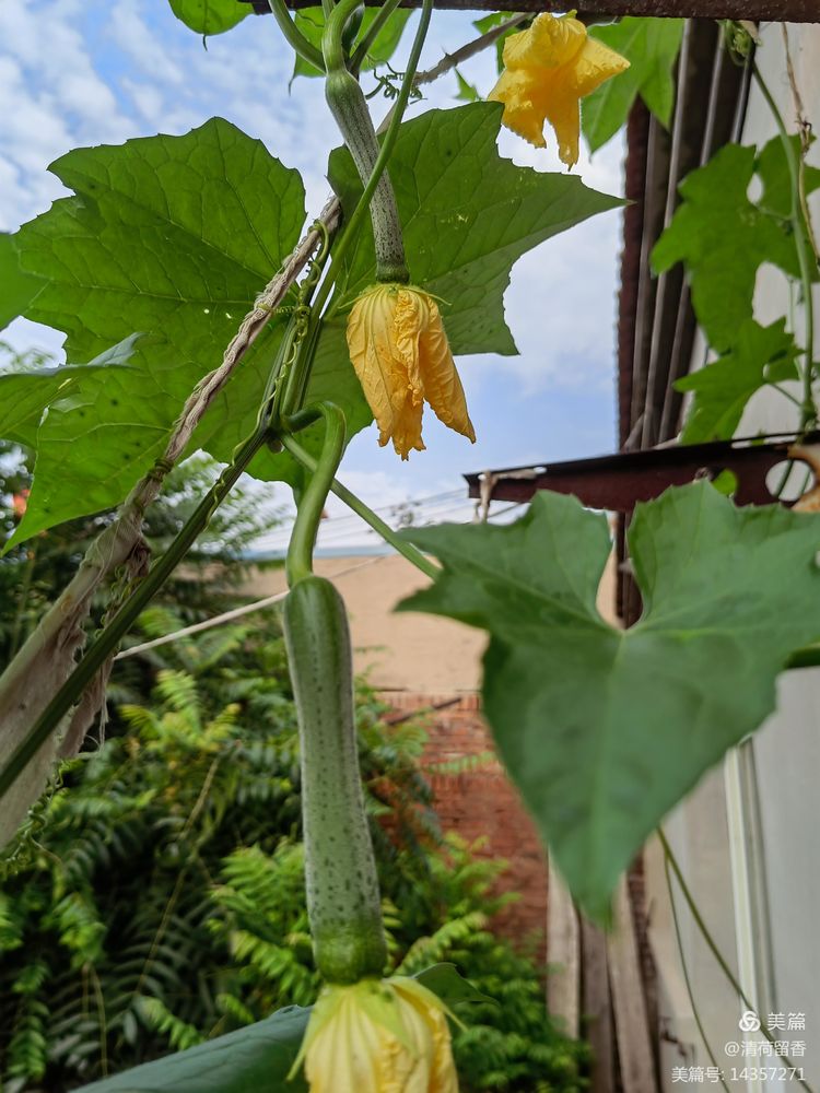 散文：黄黄的瓜花儿