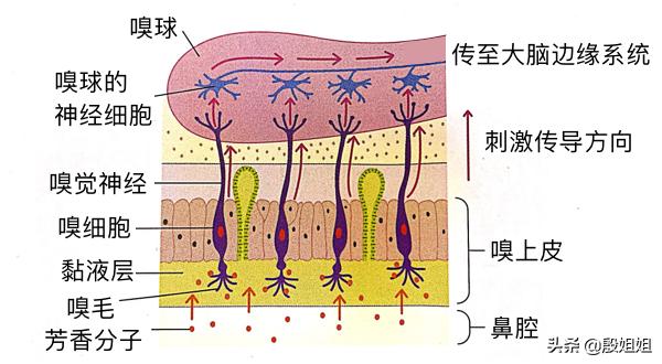 精油在人体中的旅程