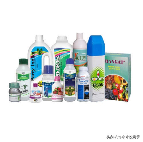 月季同时病害和虫害怎么办,月季感染蓟马怎么办