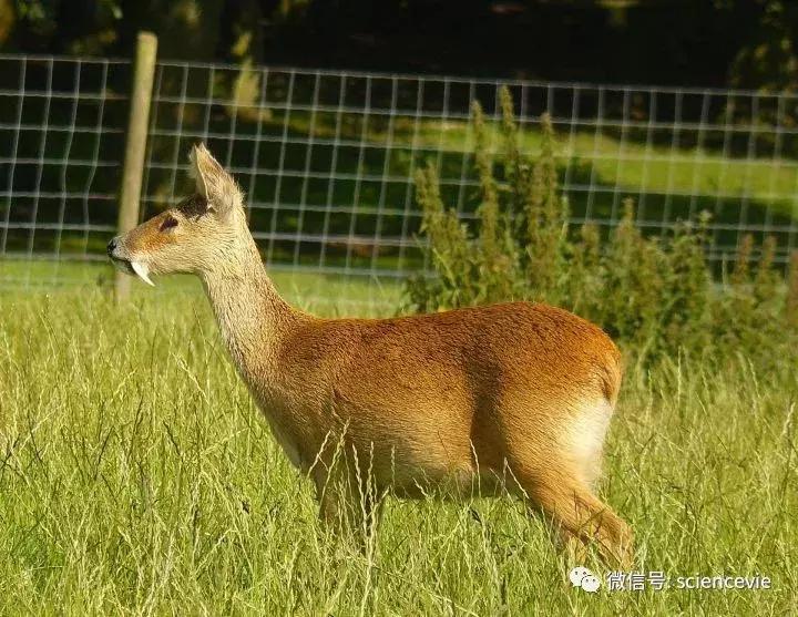 怎么分辨马鹿和梅花鹿尾巴,如何区分驼鹿麋鹿马鹿