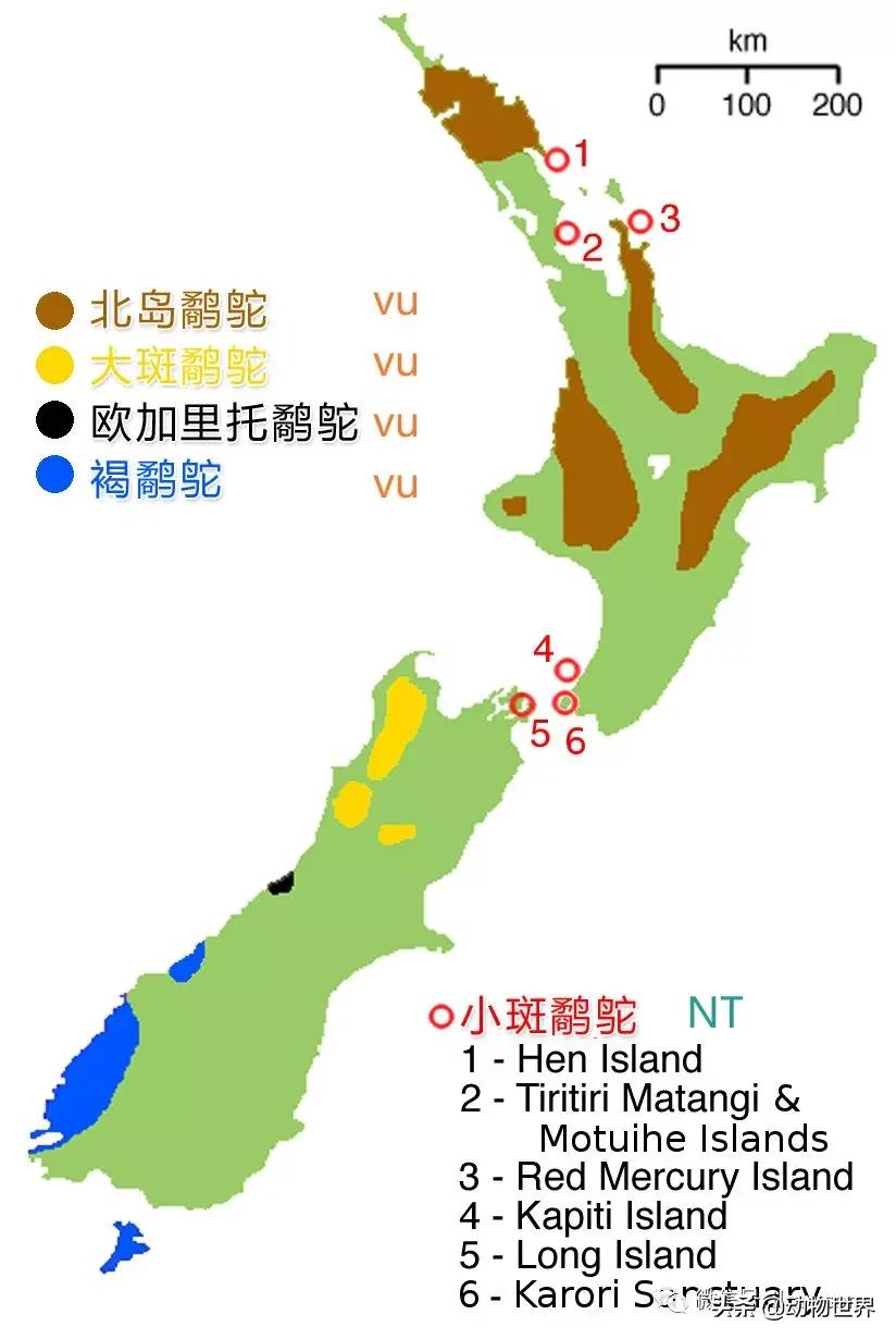 奇异鸟的样子,奇异鸟在哪里