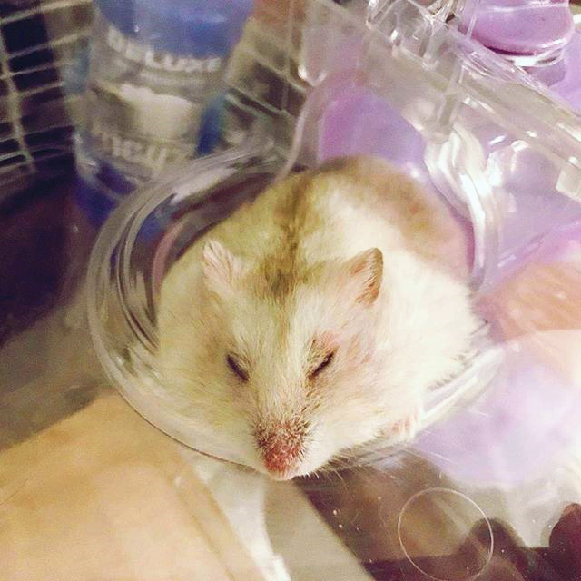 仓鼠得了肿瘤越来越瘦,怎么避免仓鼠得肿瘤的