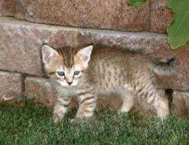 十大可爱猫咪排名,盘点世界上最可爱的猫咪