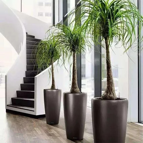 全部金木水火土五行五系植物介绍,五种植物代表五行