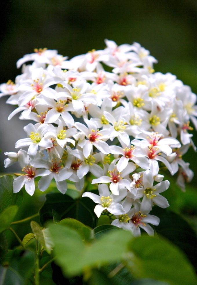 桐籽花开诗句,桐籽花开阆中