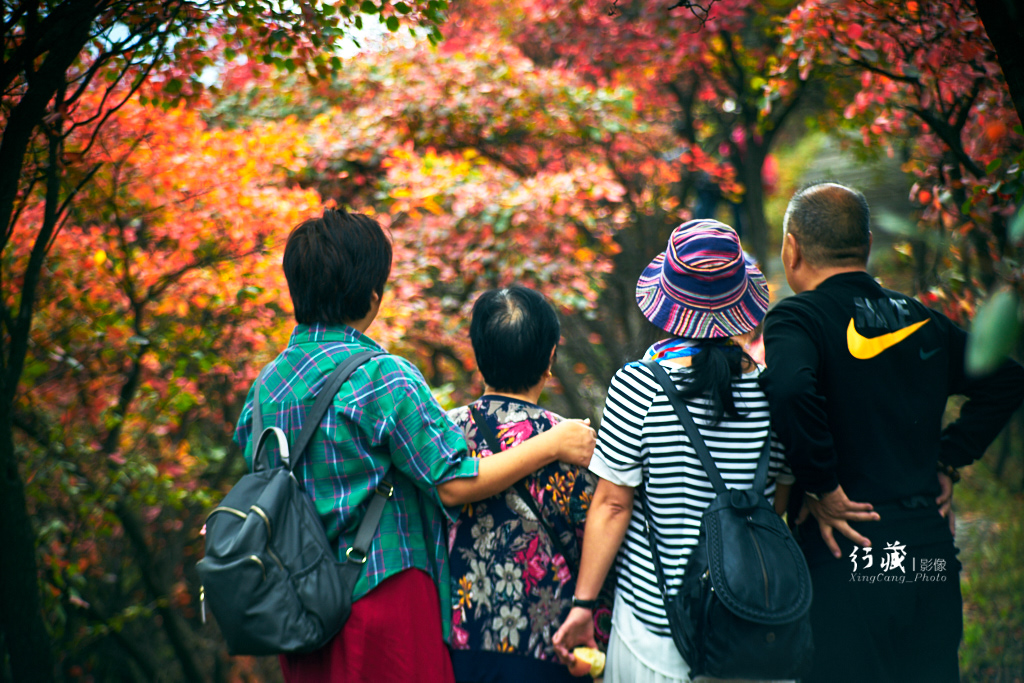 红了红了！在甘山的片片红叶中首波感受绚烂的秋天