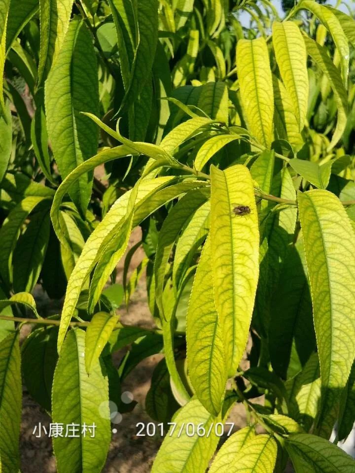 桃树叶片发黄常见原因及解决措施