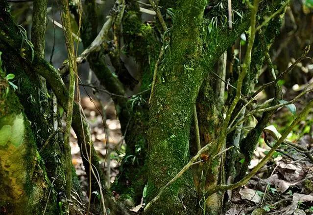 一篇文章搞懂全部文言文,乌龙茶和水仙茶区别是什么