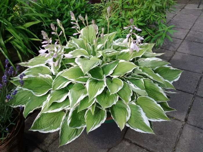 植物水浇多了怎么办该如何挽救,长期给植物浇自来水