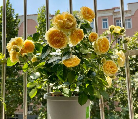 100种月季经典品种,100种经典月季品种