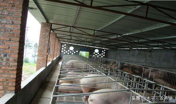 冬季猪舍潮湿对猪生长有啥害处,猪舍潮湿怎么解决