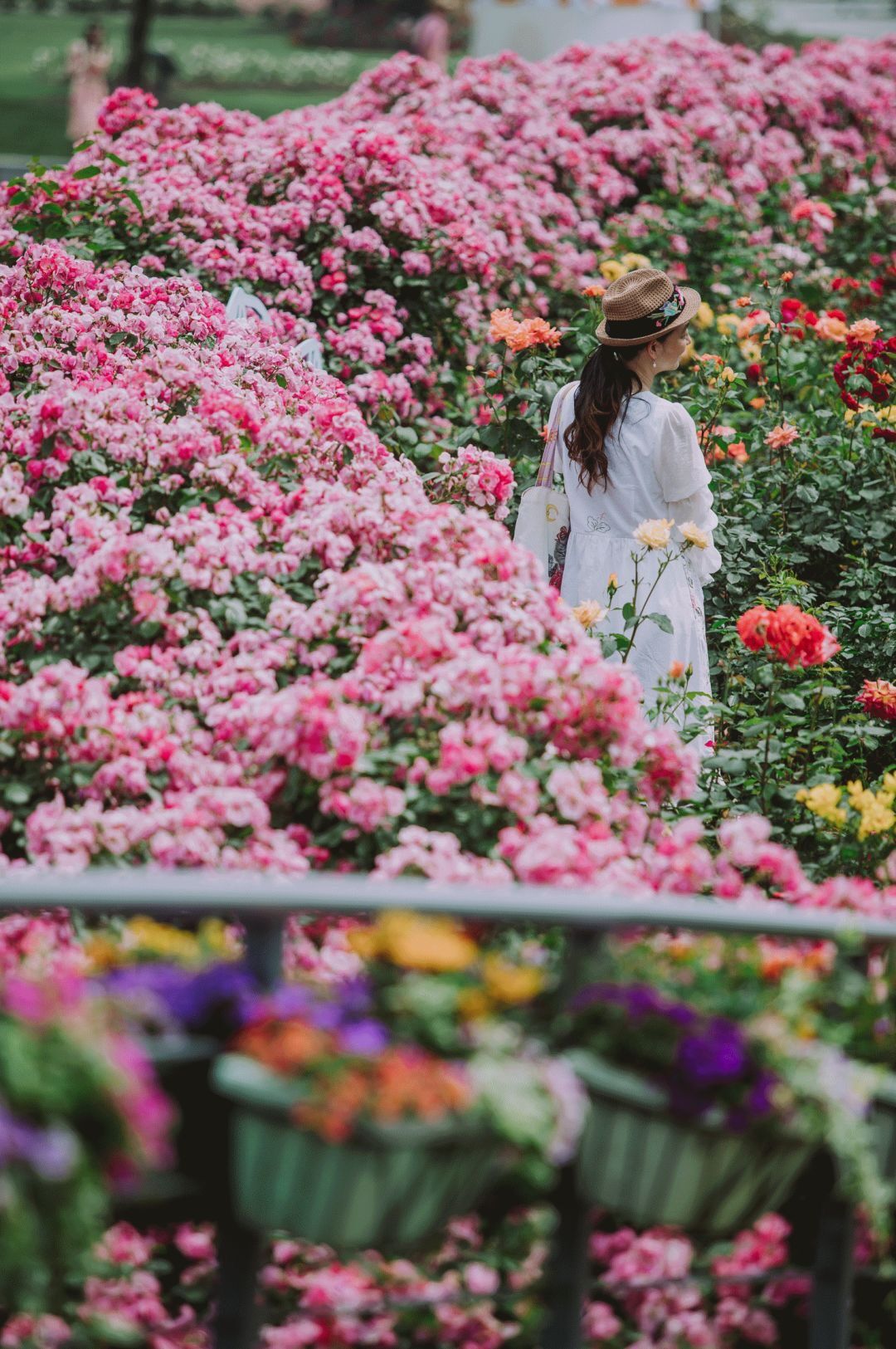 辰山植物园迎春花展,辰山植物园荷花展时间