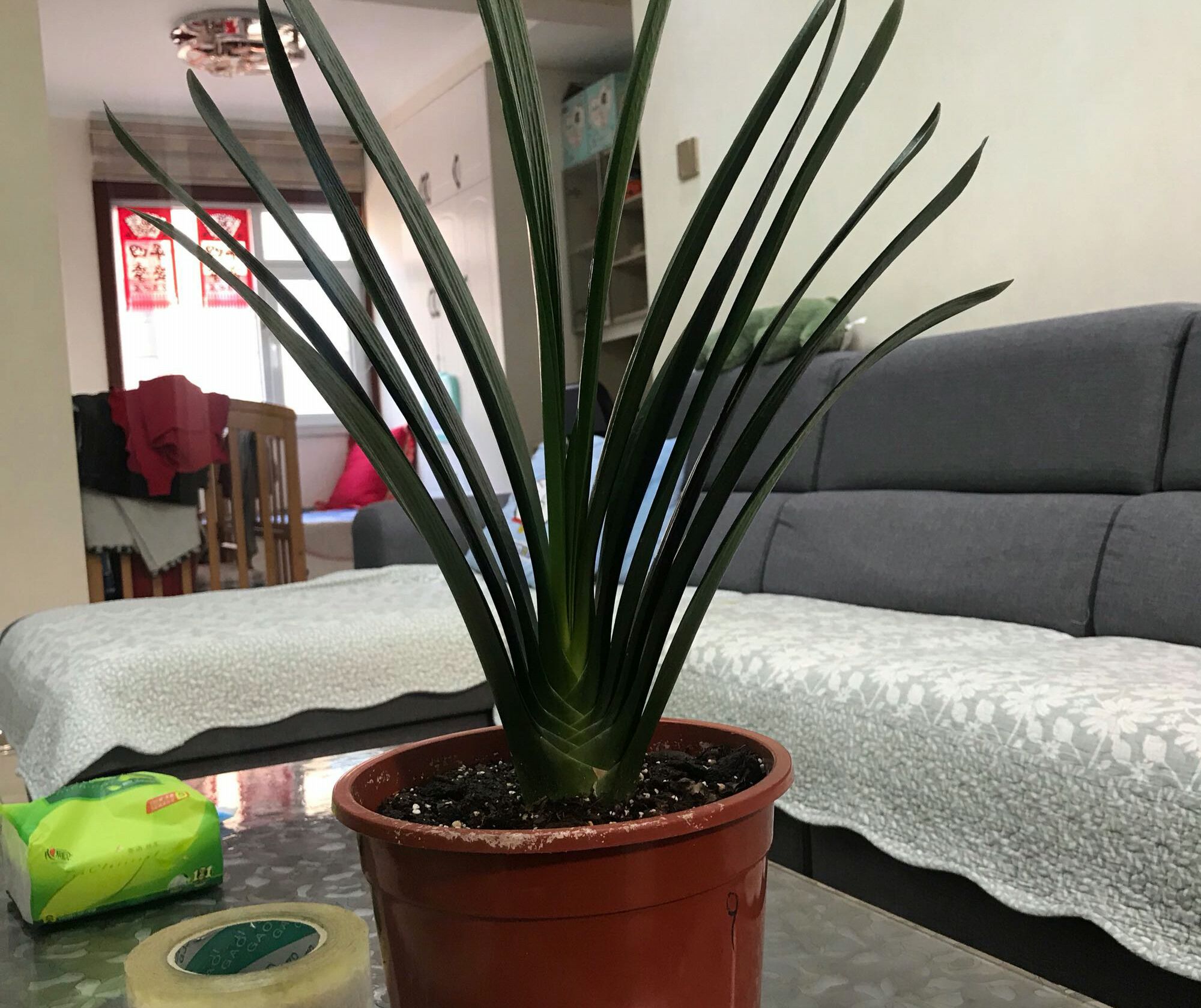 君子兰换盆后真的要浇三天大水么,君子兰换盆后为什么要浇大水