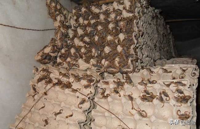 蝎子养殖技术书籍免费阅读,蝎子养殖技术视频大全