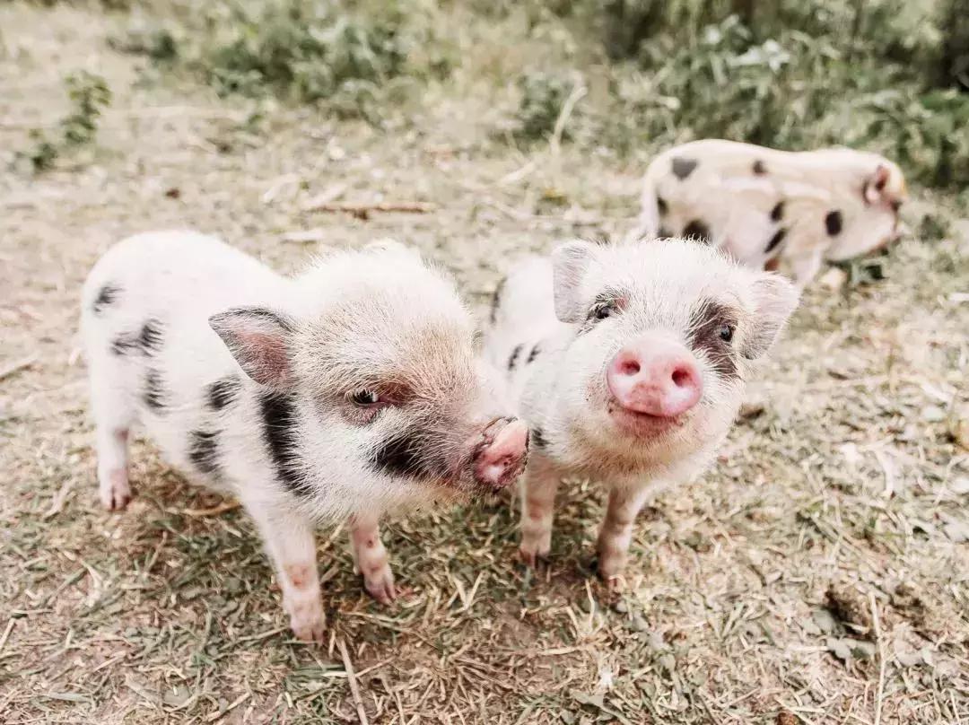 新加坡动物园周末,新加坡旅游攻略动物园