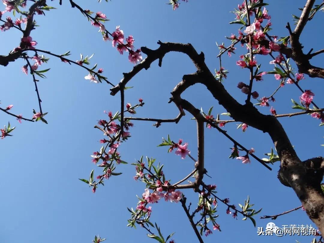 春风春雨催春色，春燕春声奏*光春**（总第724期）